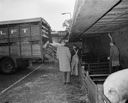 850385 Afbeelding van het transport van varkens bij de Veemarkthal (Croeselaan) te Utrecht, kort voor de verhuizing van ...